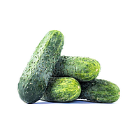 Огірок Bejo АМАРОК F1 | AMAROK F1 250 шт