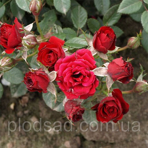 Троянда мініатюрна Скарлет Міні