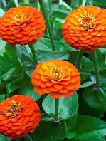 Насіння Цинії жовтогаряче 0,2 г (однорічне)