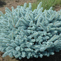 Ялина блакитна карликова подушковидна Вальдбрун саджанці в горщиках Picea pungens Waldbrunn