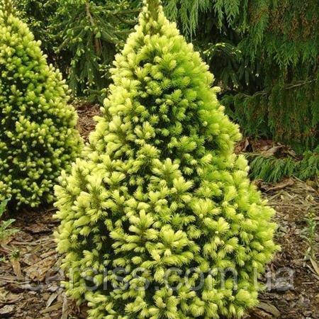 Ялина канадська Дейзі Уайт саджанці в горщиках Picea glauca Daisy's White