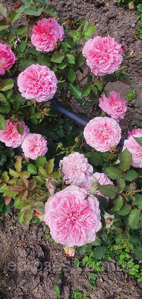 Кэтлин - Kathleen (Shrub Rose): описание, характеристики, фото и отзывы