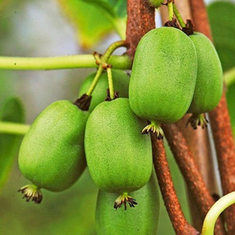 Актинідія сорт Віті ківі 1 річна, конт. Р9