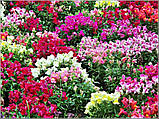 Насіння Ротиків (левиного зiва) Жар кохання (0.15г), For Hobby, TM GL Seeds, фото 3