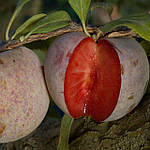 Саджанці плуота  Dapple Dandy  (дворічний), плуот Депл Денді, фото 3
