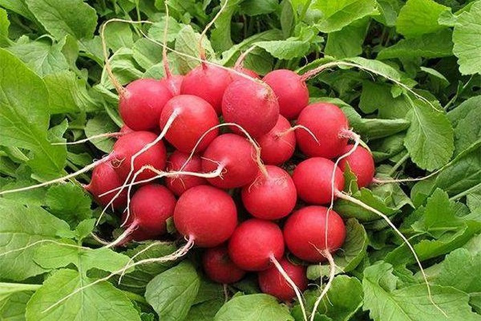 Насіння редису Сора, (Німеччина), 0,25кг ТМ Вітас