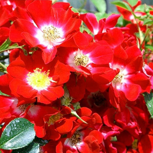 Троянди ґрунтопокровна Руж Мейяндекор