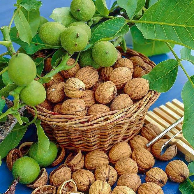 Волоський горіх Ідеал щеплений, фото 1