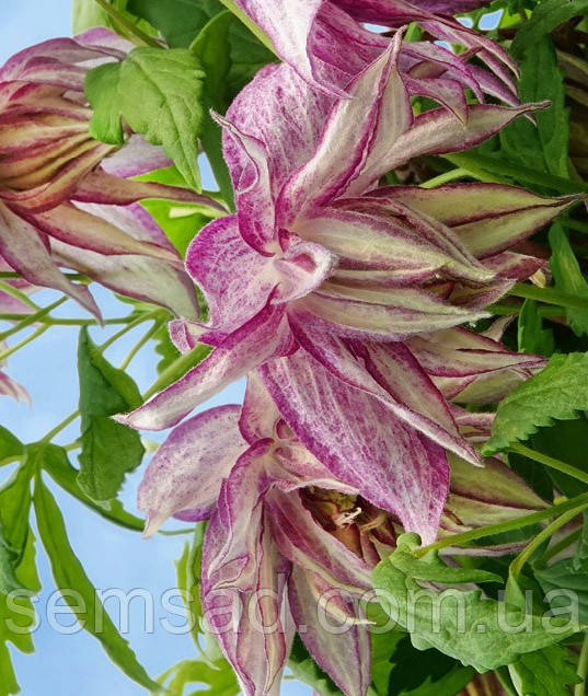 Княжик Пінк Сюрпрайз \ Clematis Pink Surprise ( саджанці 4 роки C5л )