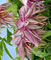 Княжик Пинк Сюрпрайз \ Clematis Pink Surprise ( саженцы 4 года C5л )