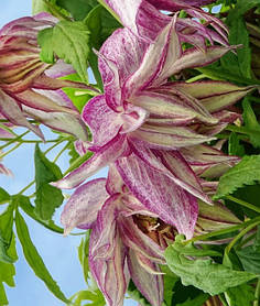 Княжик Пінк Сюрпрайз \ Clematis Pink Surprise ( саджанці 4 роки C5л )