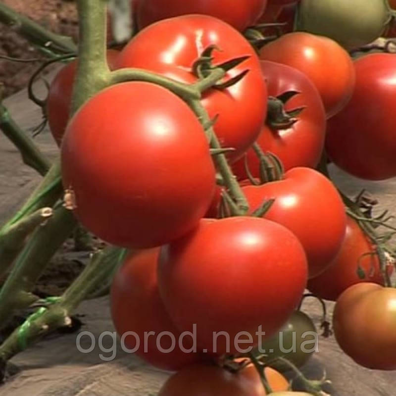 Корвинус F1 семена томата Seminis Голландия 500 шт