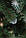 Новорічна ялинка 1 метр "Лісова казка" зелена з інеєм, класична Ялинка штучна з білим кінчиком, фото 9