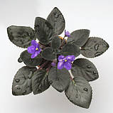 Ness Blueberry Puff, фото 3