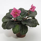 Фіалка Coral Fantasy, фото 2