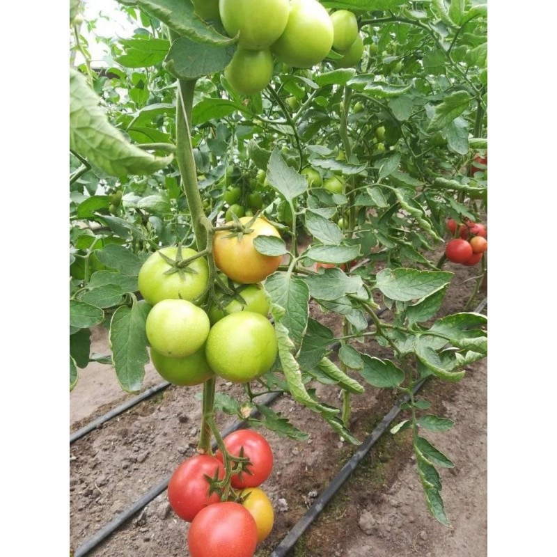 Семена томата индетерминантного для плёночных теплиц Перучино F1 500 сем. Enza Zaden - фото 1 - id-p1514984259