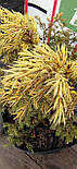 Ялiвець китайський Курiвао Голд / Juniperus chinensis Kuriwao Gold С3 / d 30-40, фото 7