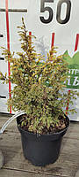 Ялівець звичайний Курівао Голд/Juniperus communis Kuriwao Gold С3 / d 30-40