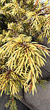 Ялiвець китайський Курiвао Голд / Juniperus chinensis Kuriwao Gold С3 / d 30-40, фото 8