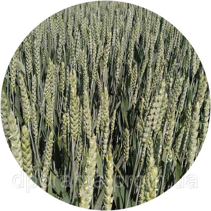 Насіння озимої пшениці Юлія (СН, перша)