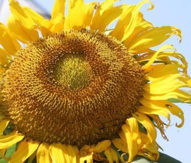 Насіння соняшника Ікло Ведмедя