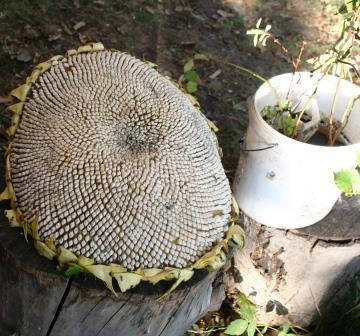 Насіння соняшника Ікло Ведмедя, фото 2