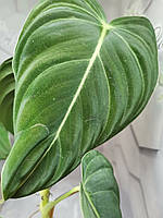 Филодендрон плетучий Philodendron andreanum × sib, 2,5