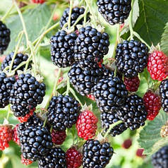 Саджанці ожини сорт Вон, 2 роки 5 л