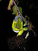 Ліхтар-знижувач комарів Ranger Easy light RA-9933, фото 8