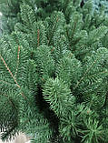 Ялинка лита “Тріумф”2.5м зелена, фото 2