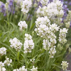 Лаванда Біла 1 річна, конт. P9, фото 1