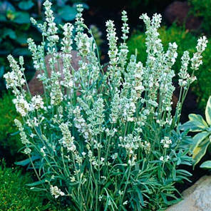 Лаванда Біла 1 річна, конт. P9, фото 2