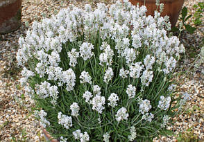 Лаванда Біла 1 річна, конт. P9, фото 3