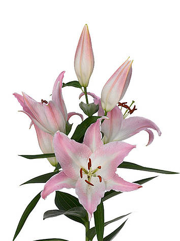 Лілія Монсано східна (Lilium Monsano oriental hybrids) 3 шт. Україна, фото 2