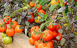 Томат Санька насіння GL Seeds 0,25 г, фото 3