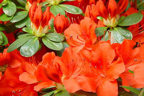 Азалія Geisha orange у контейнері P9, фото 4