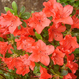 Азалія Geisha orange у контейнері P9, фото 1