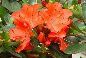 Азалія Geisha orange у контейнері P9, фото 3