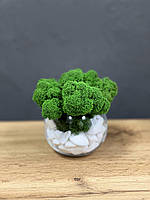 Стабилизированный мох в стеклянных горшочках 8,5*8,5 см декор для дома и офиса / оригинальный подарок
