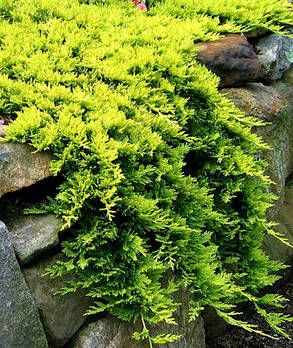 Ялівець горизонтальний Голден Карпет Juniperus hor. 'Golden Carpet' (1.5л саджанці), фото 2