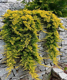 Ялівець горизонтальний Голден Карпет Juniperus hor. 'Golden Carpet' (1.5л саджанці)