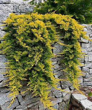 Ялівець горизонтальний Голден Карпет Juniperus hor. 'Golden Carpet' (1.5л саджанці), фото 2