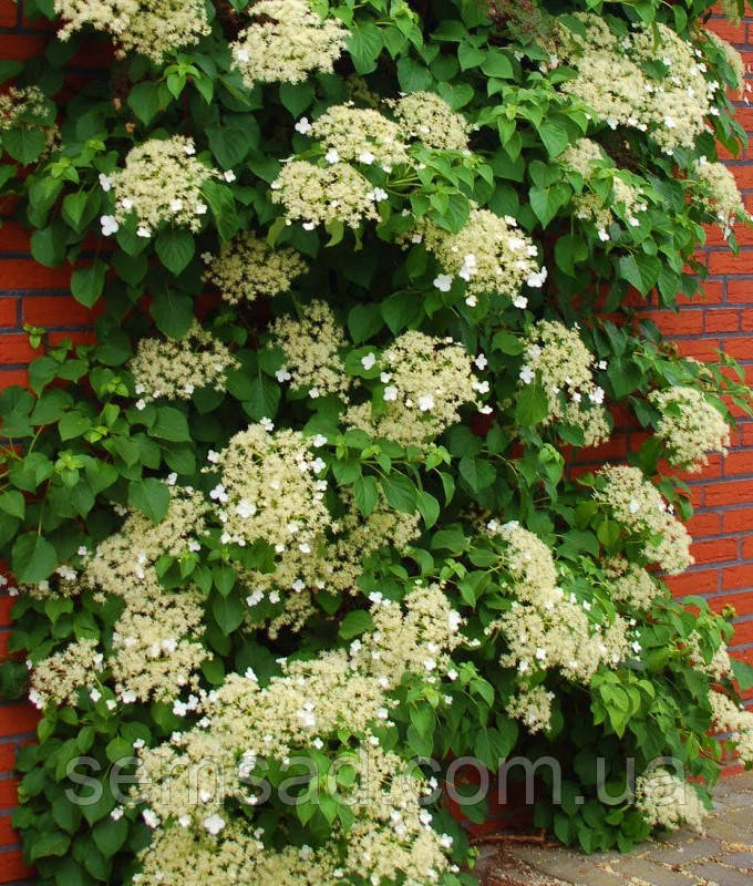 Гортензія плетиста Петіоларис \ Hydrangea petiolaris (саджанці 2 роки 25 - 35см)