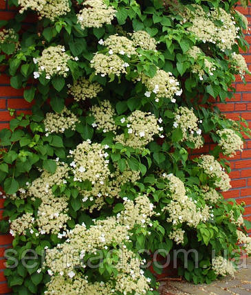 Гортензія плетиста Петіоларис \ Hydrangea petiolaris (саджанці 2 роки 25 - 35см), фото 2