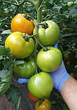 Ямамото (KS 10 F1) насіння томата високорослого жовтого Kitano 100 шт., фото 3