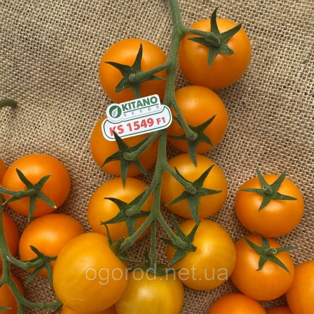 Нессі(KS 1549 F1) 5 шт томат коктейльний жовтий Kitano Seeds