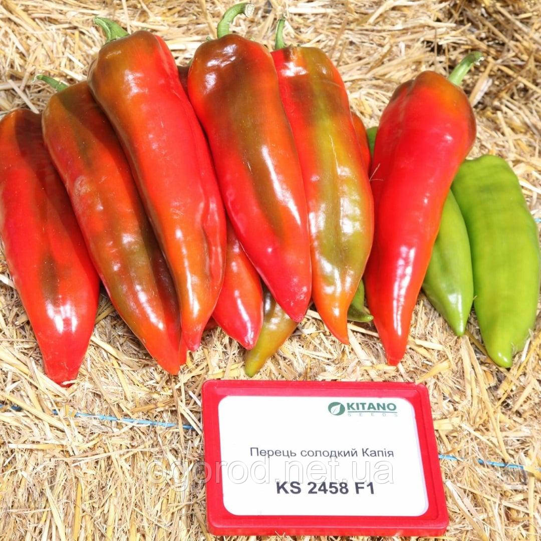 KS 2458 F1 10 шт. насіння солодкого перцю Kitano Seeds