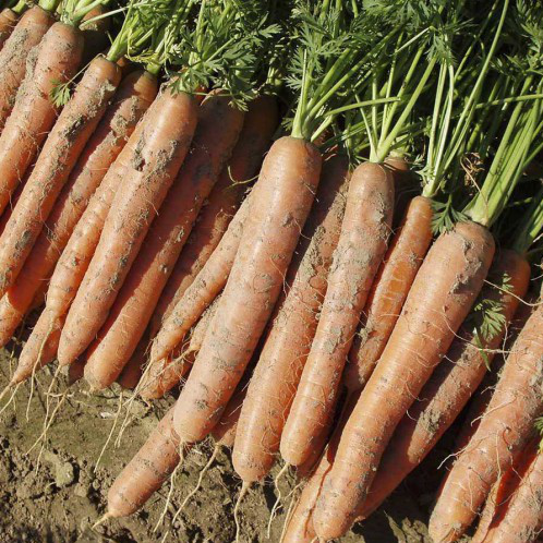 Нарбонне F1 насіння моркви Нантес PR (1,6-1,8 мм)