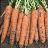 БАНГОР F1 насіння моркви Берликум PR 1млн (1,6-1,8 мм), фото 2