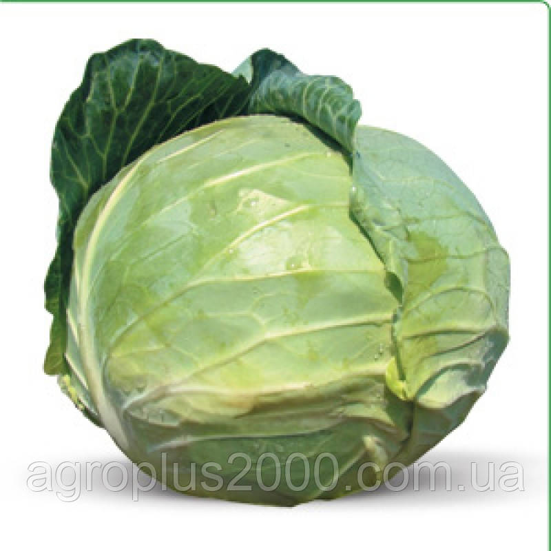 Насіння Капуста білочана ранна KS 412 F1, 1000 насіння Kitano Seeds